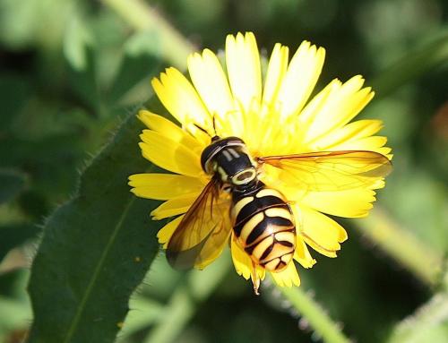 Chrysotoxum sp.